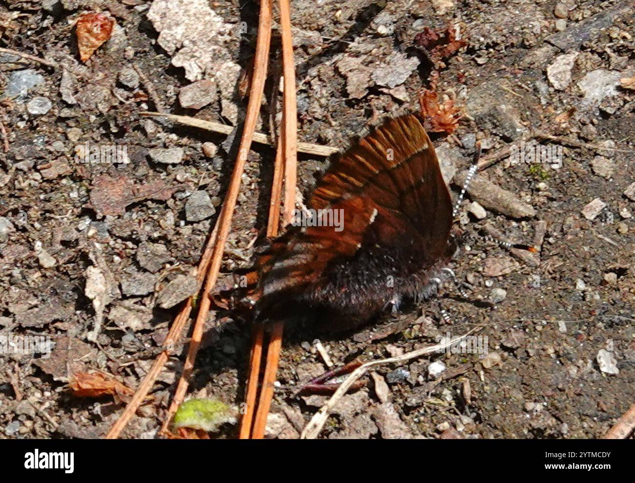 Callophrys henrici hi-res stock photography and images - Alamy