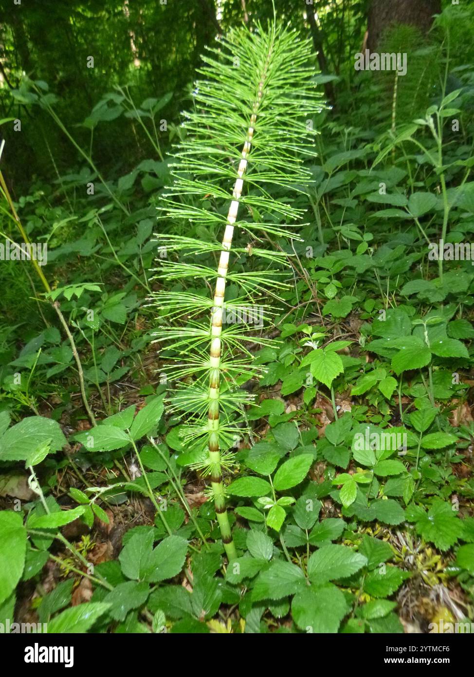 European Giant Horsetail Equisetum Telmateia Telmateia Stock Photo Alamy european-giant-horsetail-equisetum-telmateia-telmateia-stock-photo-alamy