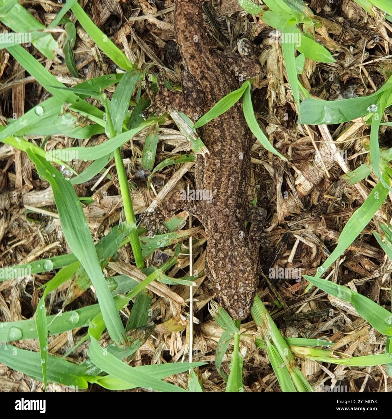 Invasive Gecko Asian House Gecko (Hemidactylus frenatus Stock Photo - Alamy
