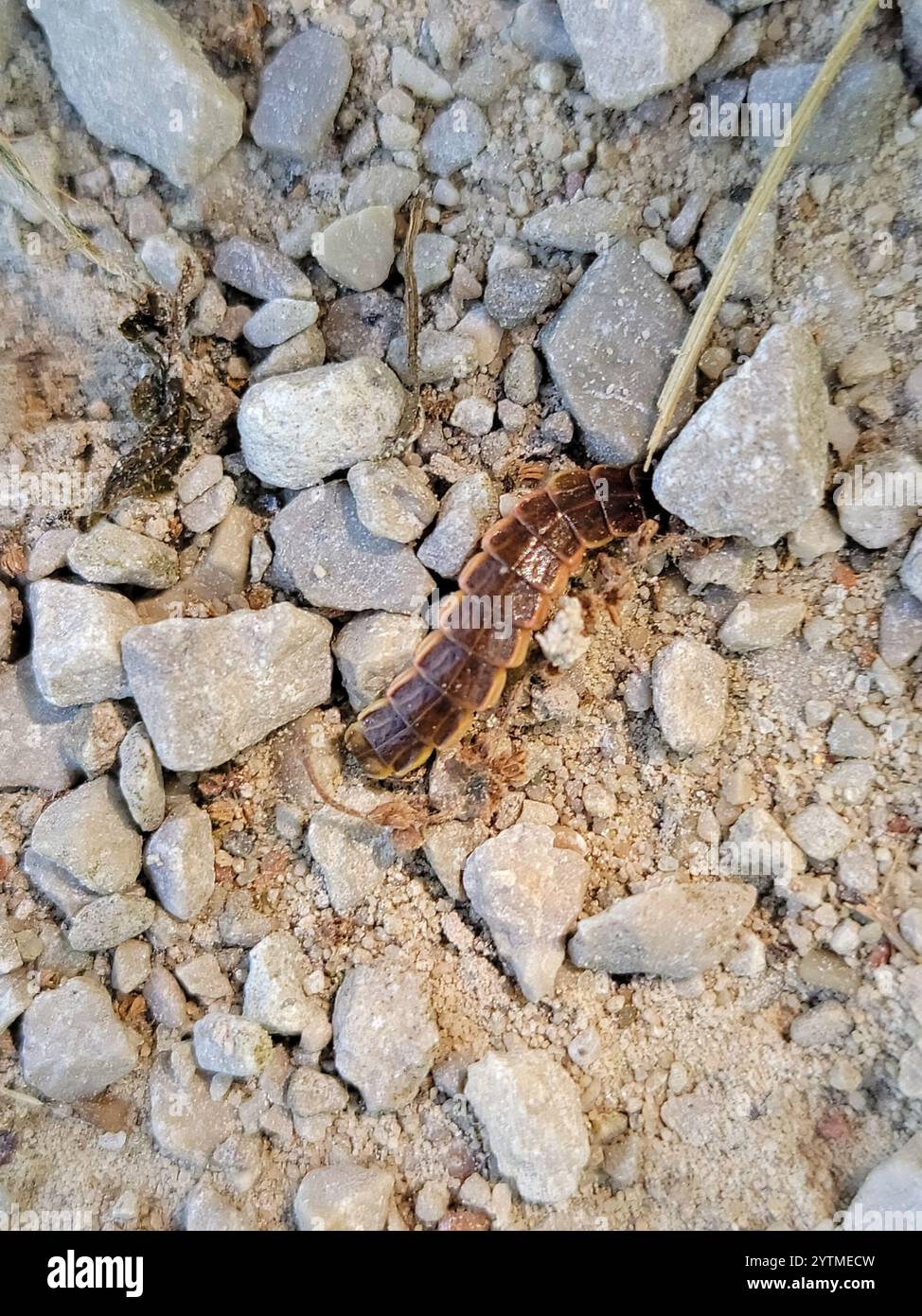 Spring Tree-Top Flasher (Pyractomena borealis Stock Photo - Alamy