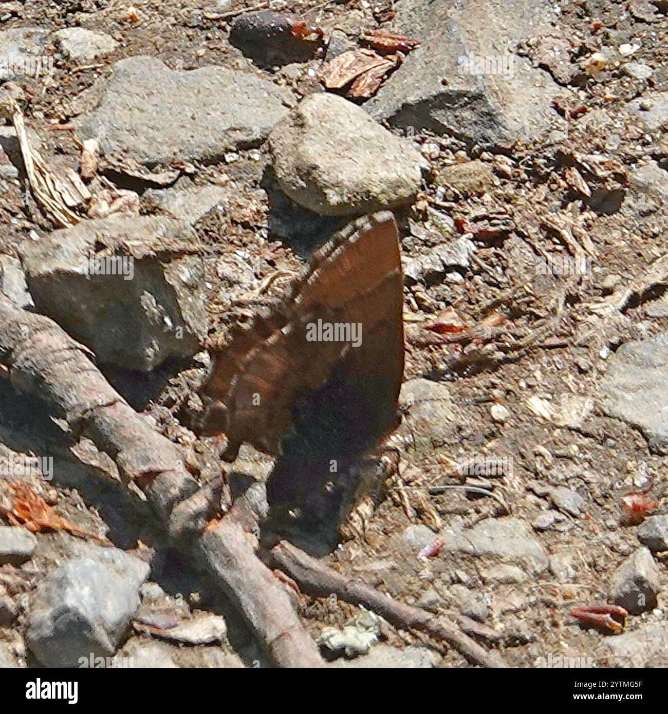 Callophrys henrici hi-res stock photography and images - Alamy