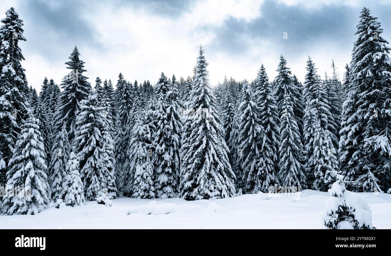 Wallpaper of forest trees hi-res stock photography and images - Alamy