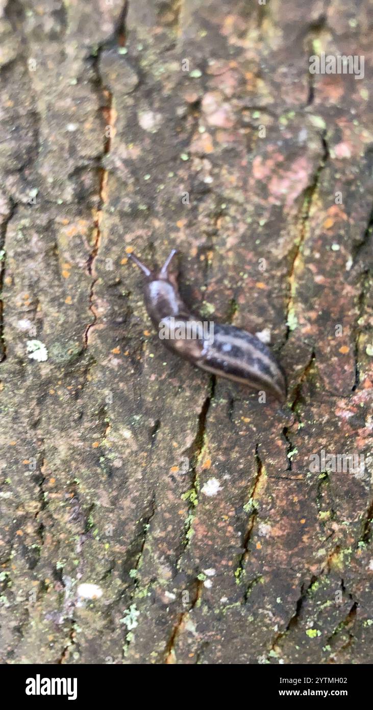 Banded Garden Slugs (Lehmannia Stock Photo - Alamy