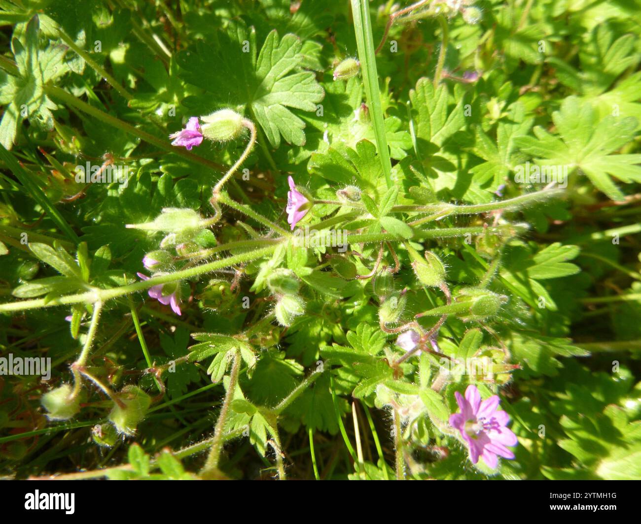 Dove's-foot crane's-bill (Geranium molle Stock Photo - Alamy