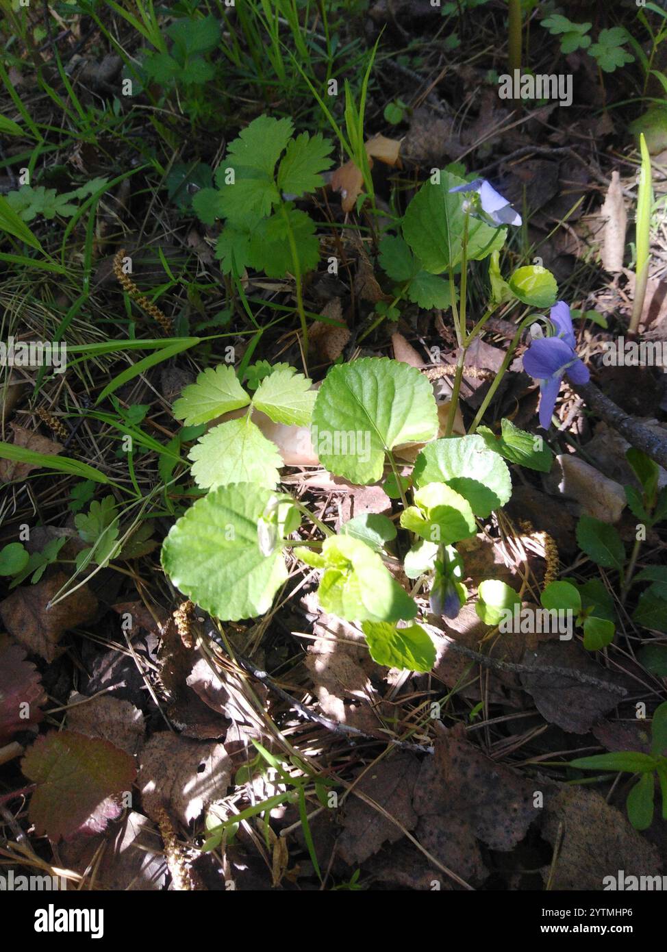 Viola Rivinian common dog-violet (Viola riviniana Stock Photo - Alamy