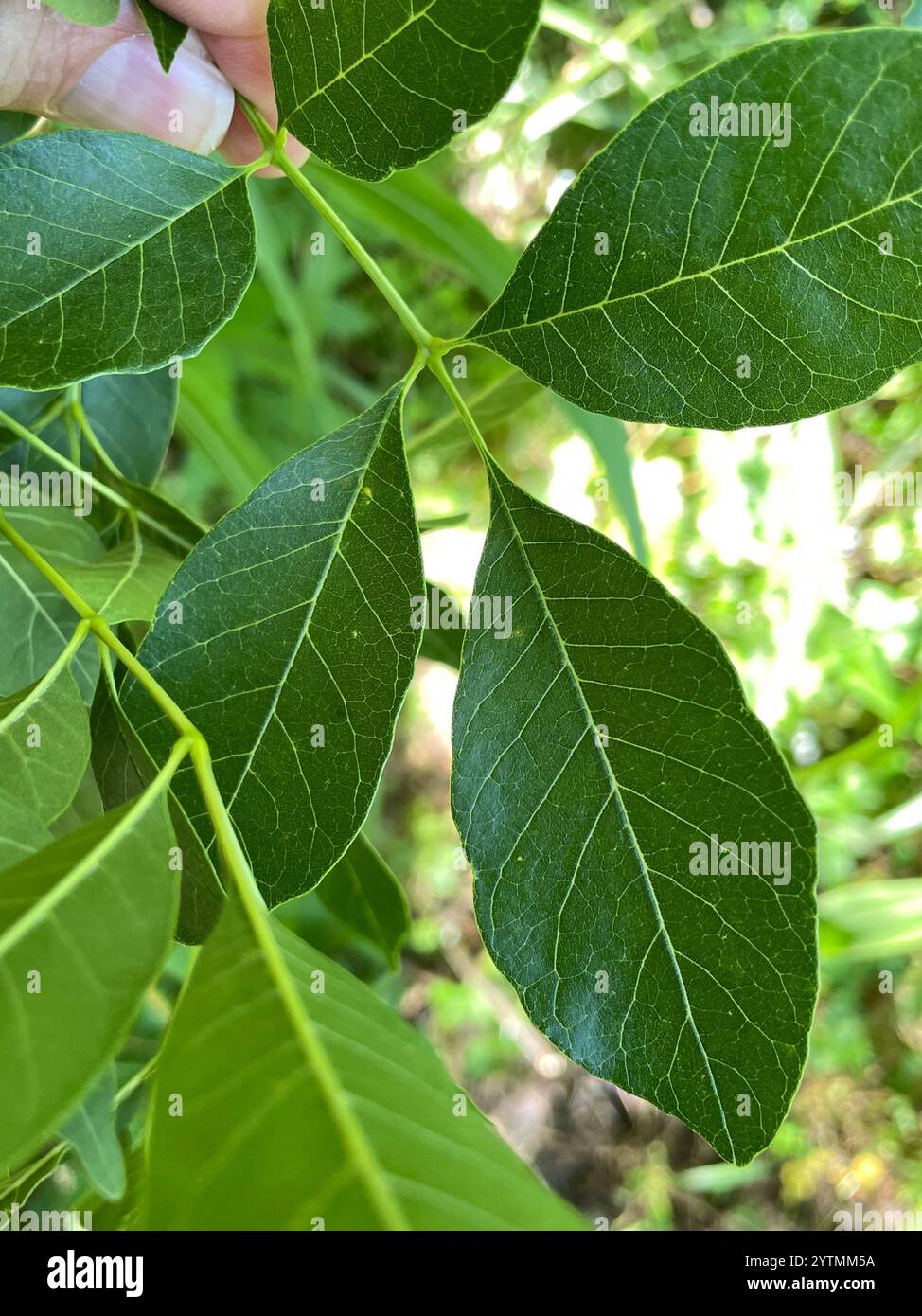 Mexican Ash (Fraxinus berlandieriana Stock Photo - Alamy