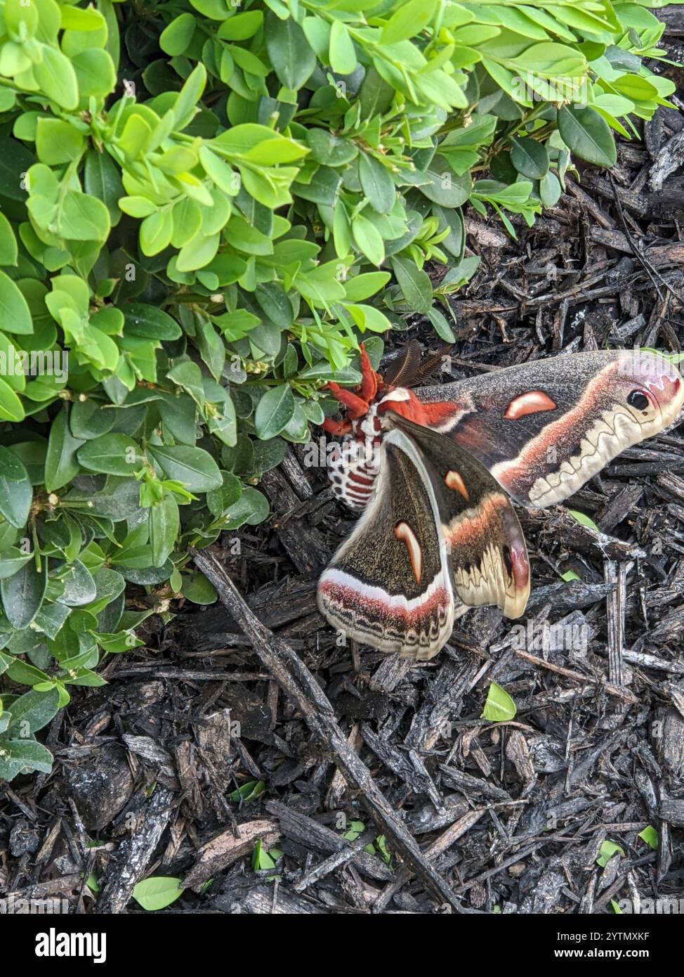 Cecropia Moth (Hyalophora cecropia Stock Photo - Alamy