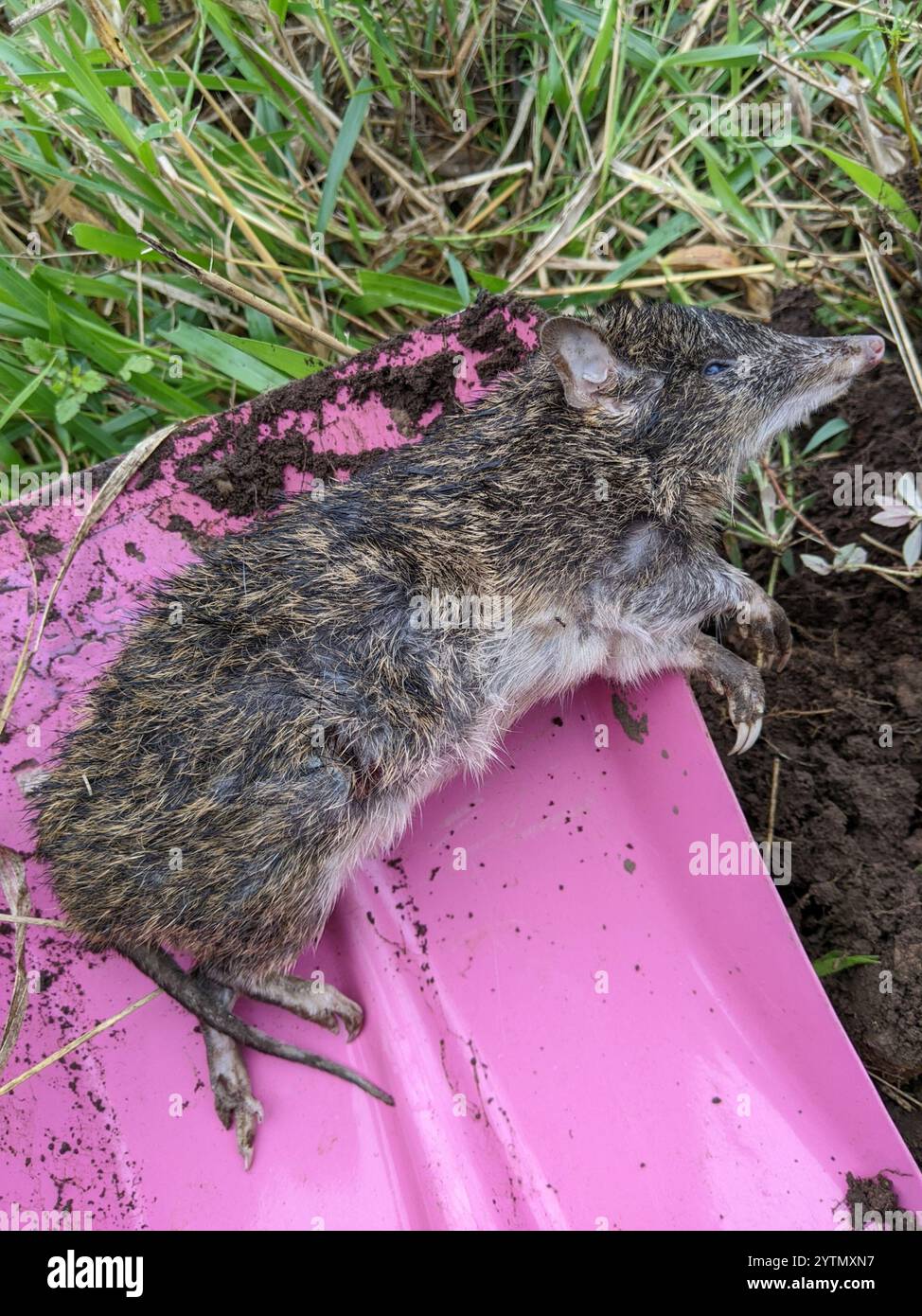 Northern Brown Bandicoot (Isoodon macrourus Stock Photo - Alamy