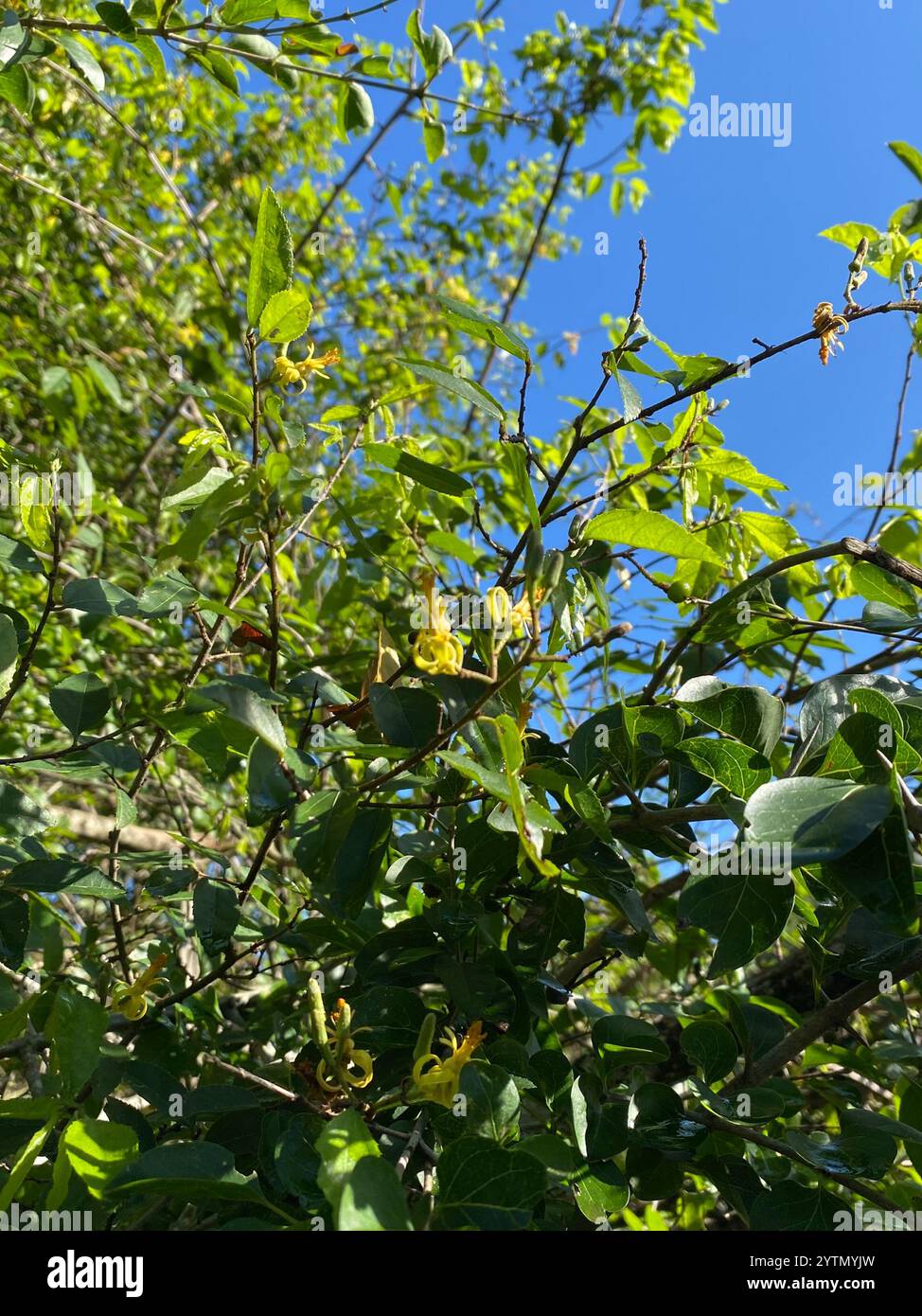 Climbing Raisin (Grewia afra Stock Photo - Alamy