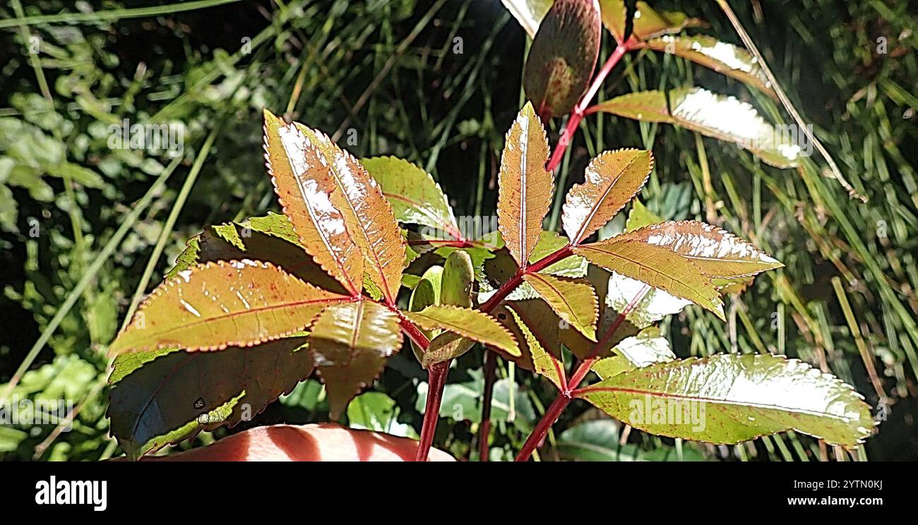 Butterspoon tree cunonia capensis hi-res stock photography and images ...