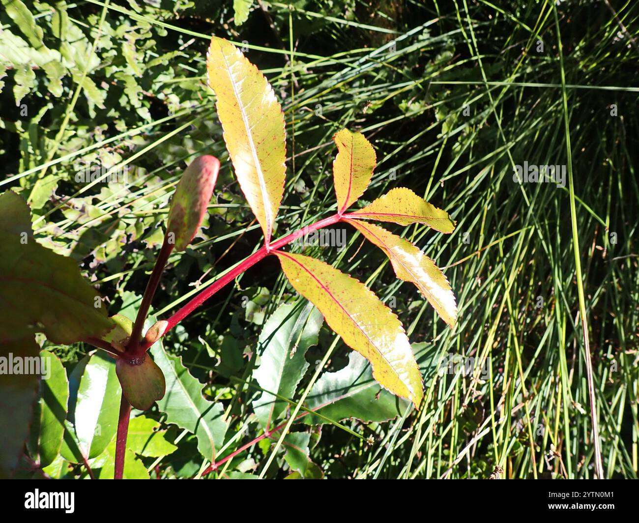 butterspoon tree (Cunonia capensis Stock Photo - Alamy