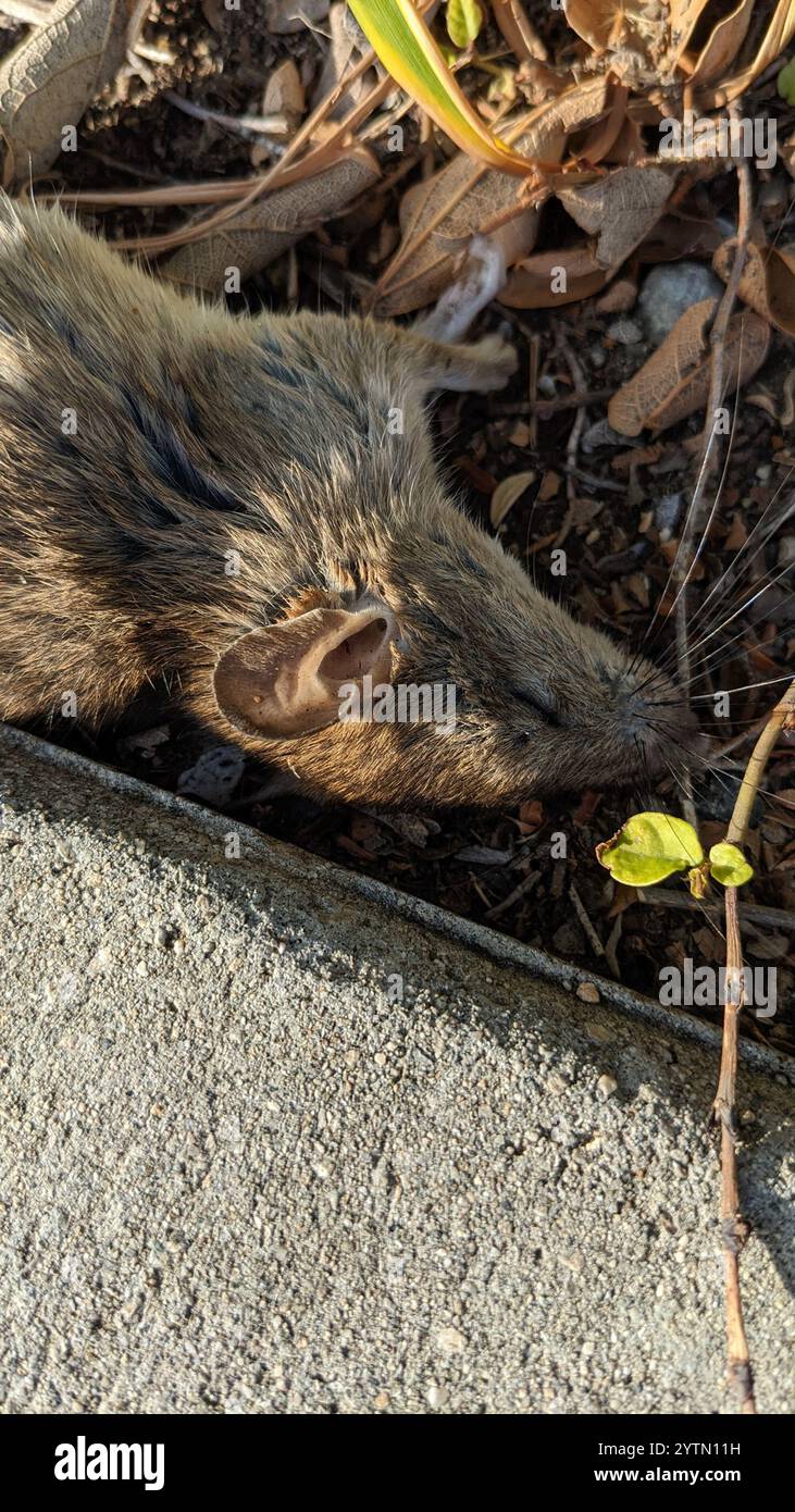 Old World Rats (Rattus Stock Photo - Alamy