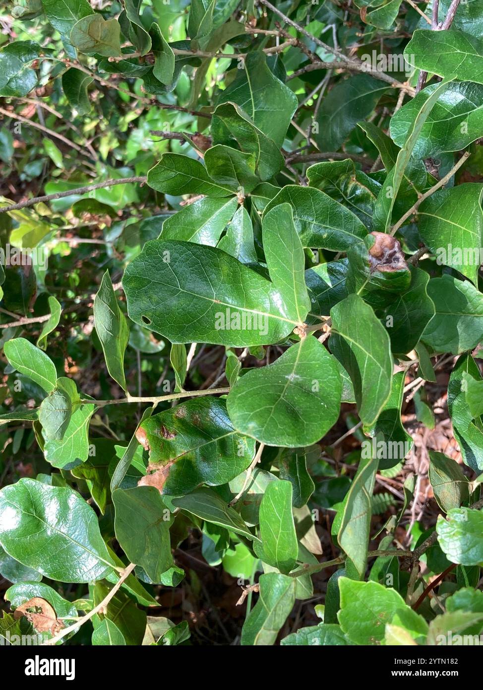 Chapman's Oak (Quercus chapmanii) Stock Photo