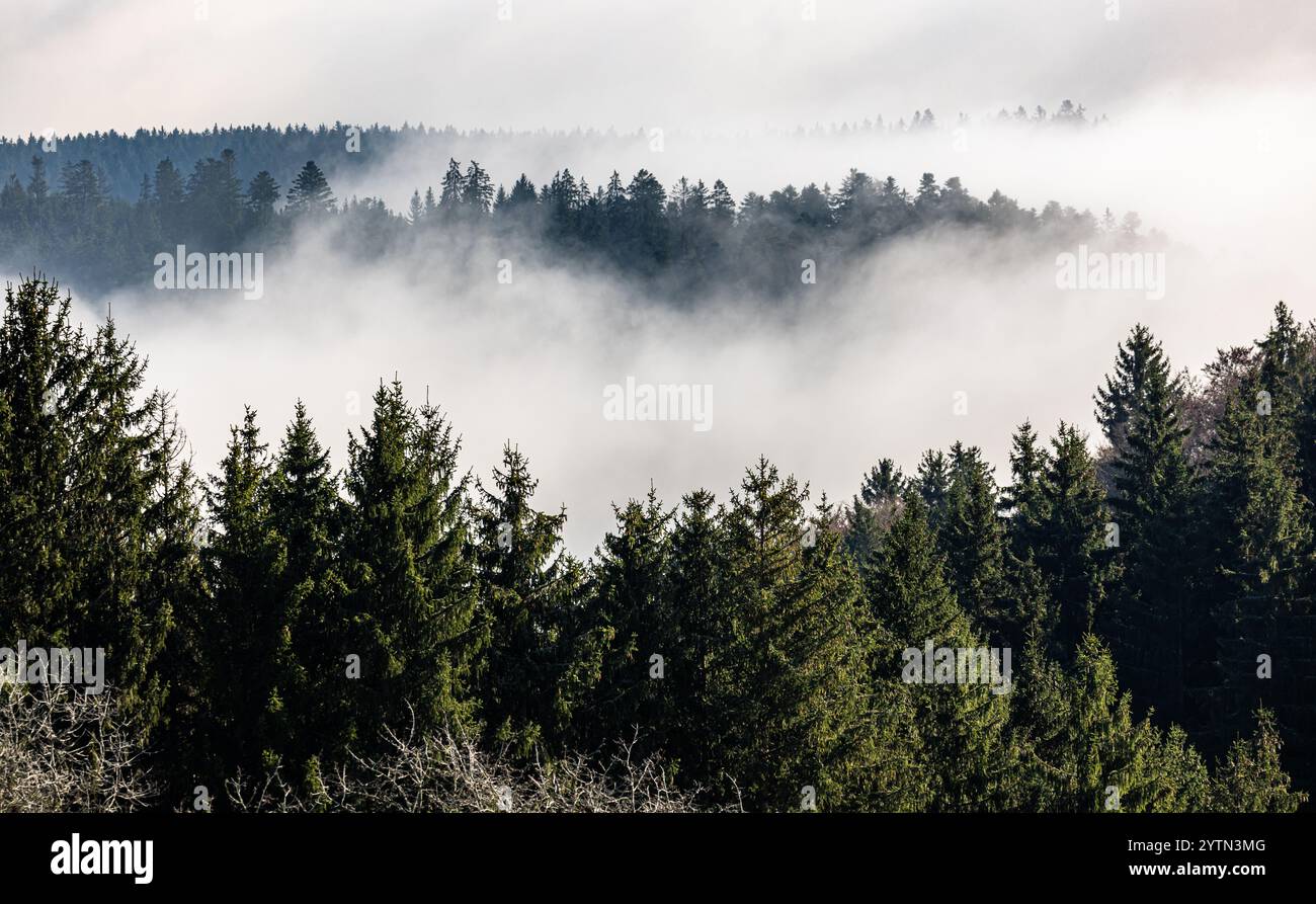 Bonndorf im Schwarzwald, Germany, 10th Nov 2024: The fog line is near Bonndorf in the Black Forest. The fog looks like cotton wool that surrounds the Stock Photo