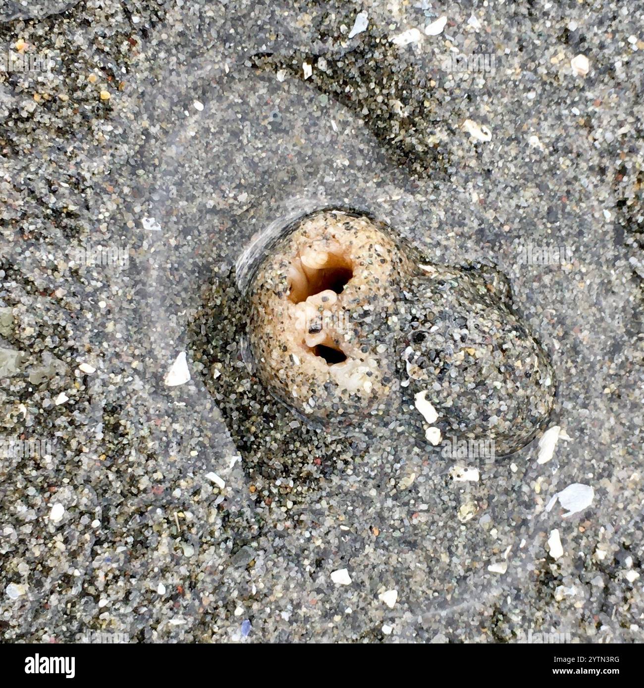 Rough piddock hi-res stock photography and images - Alamy