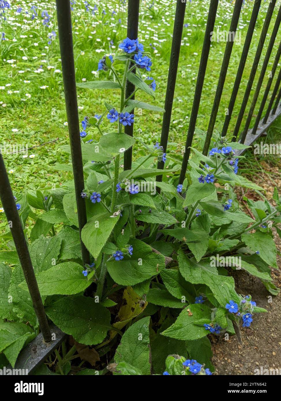 Green Alkanet (Pentaglottis sempervirens Stock Photo - Alamy