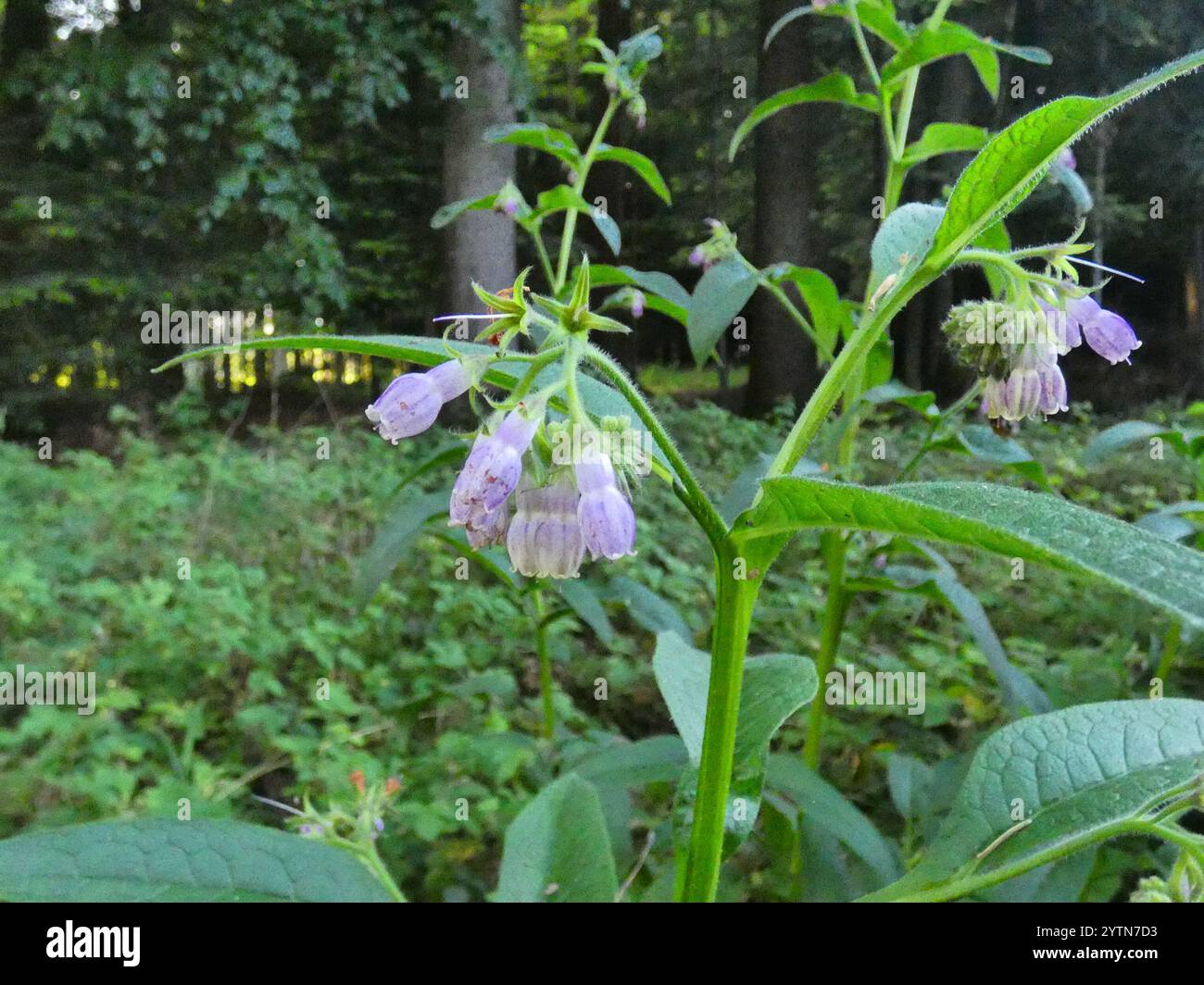 common comfrey (Symphytum officinale Stock Photo - Alamy