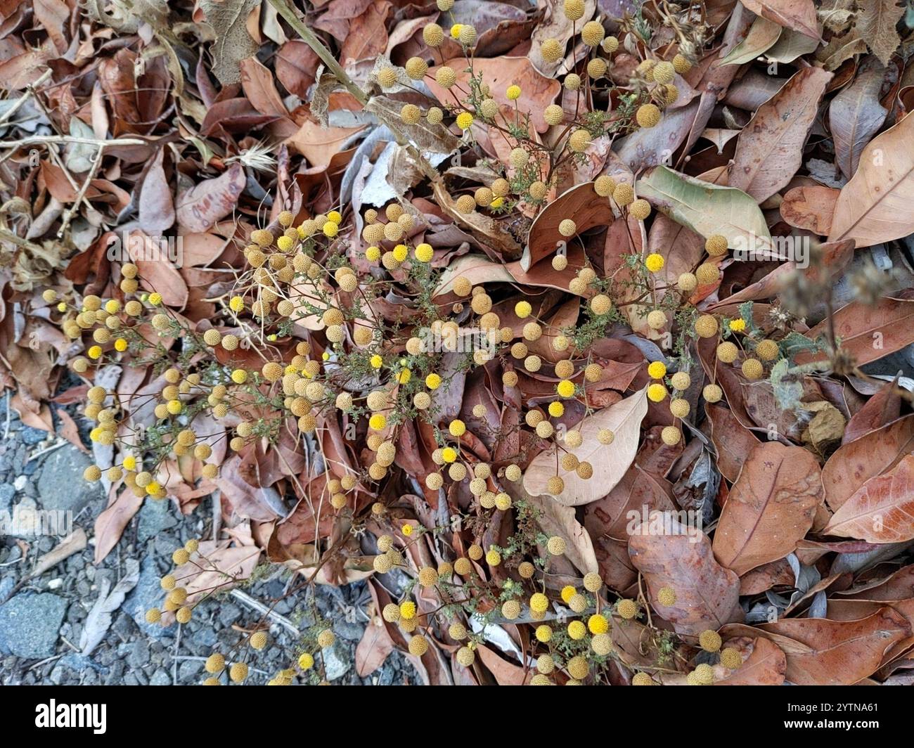 Stinknet hi-res stock photography and images - Alamy