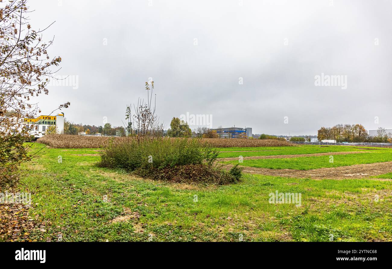 Kloten, Switzerland, 2th Nov 2024: A meadow and a corn field in the Steinacker industrial area in Kloten. If the city of Kloten has its way, living sp Stock Photo