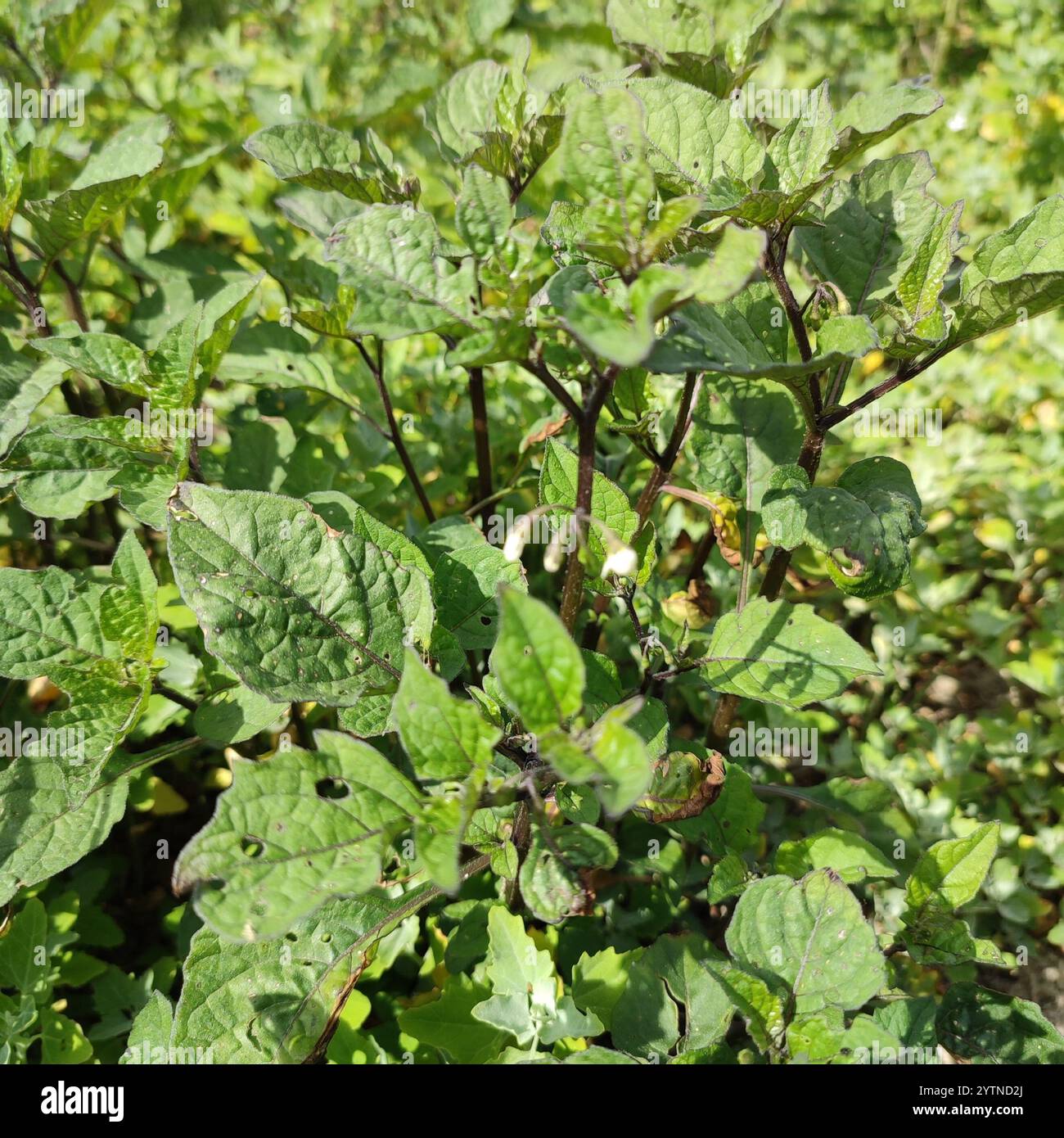 Black Nightshade Complex (Solanum nigrum Stock Photo - Alamy