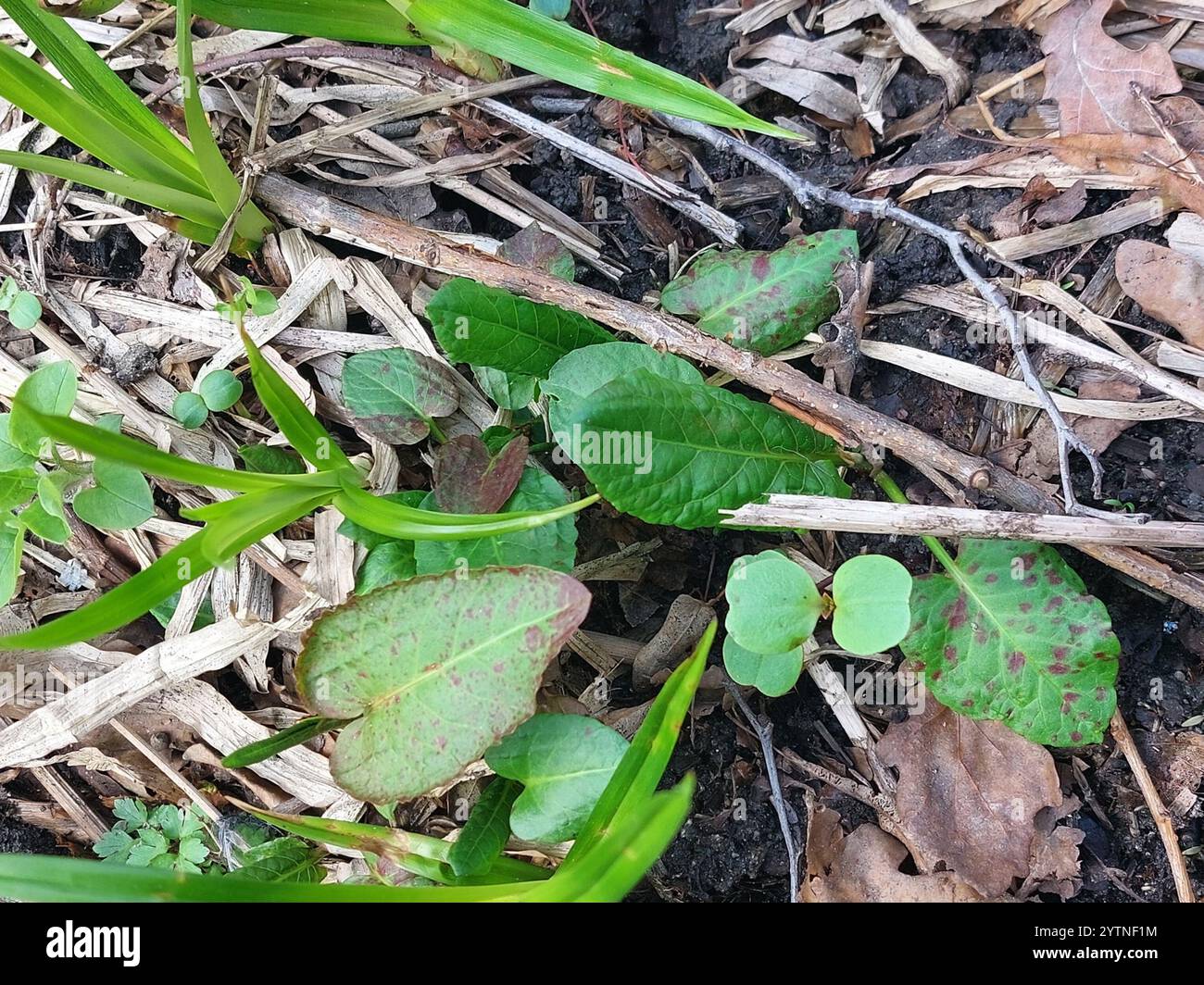 Water Reed Rust Identification reed rust (Puccinia phragmitis Stock Photo - Alamy