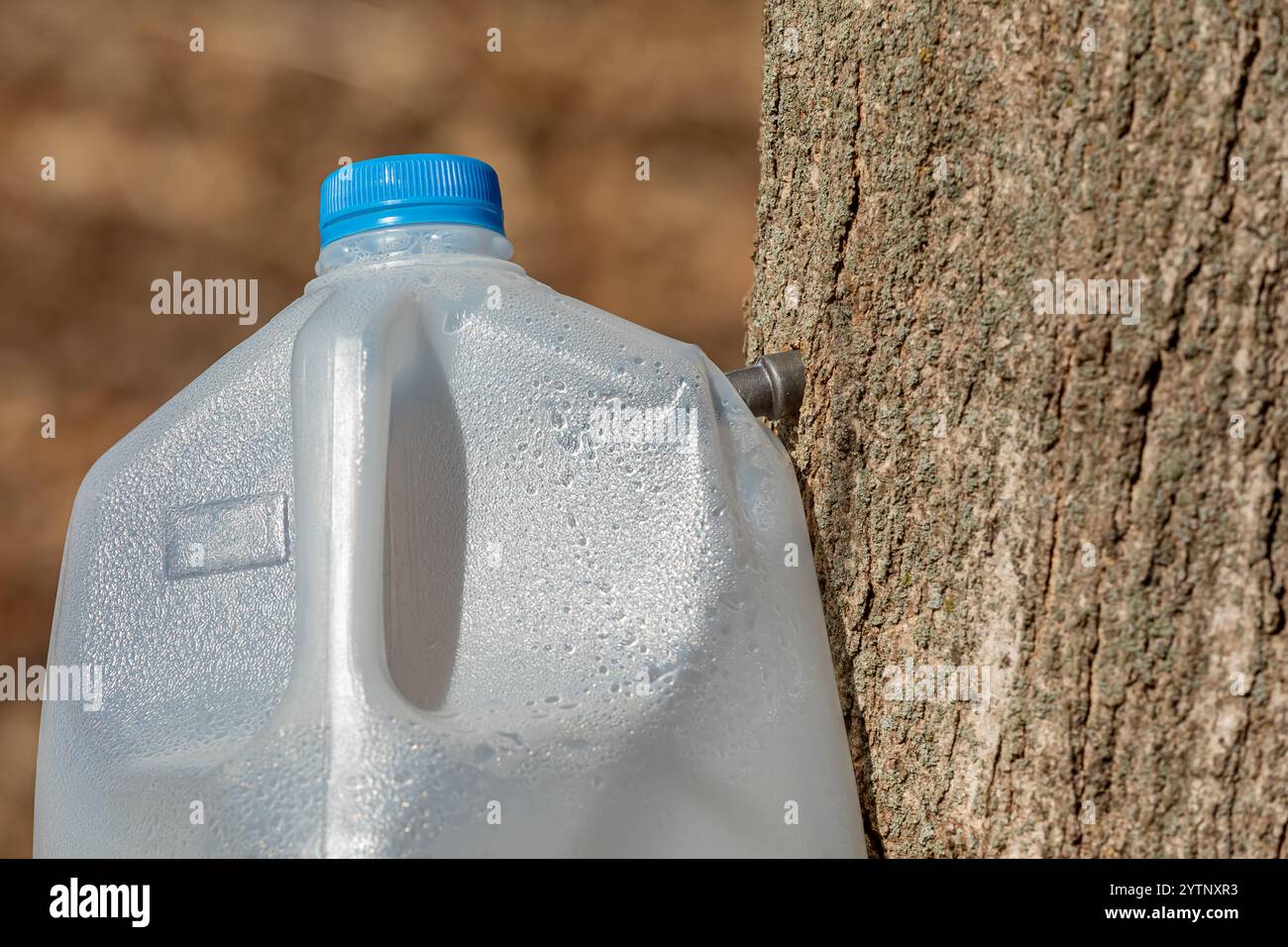 Collecting sap from sugar maple tree. Maple sugaring and maple syrup production concept. Stock Photo