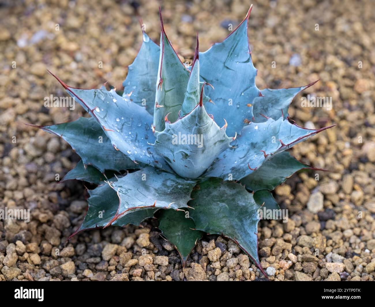 agave gro kaufen Buntblttrige Amerikanische Agave (Agave americana Marginata)