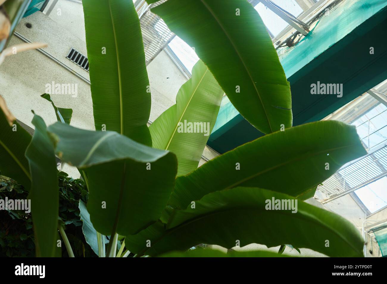 Vibrant and lush green tropical leaves create a lively atmosphere ...
