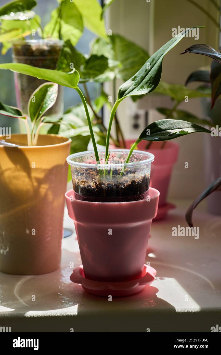 Discover Vibrant Indoor Plants Beautifully Displayed in Colorful Pots ...