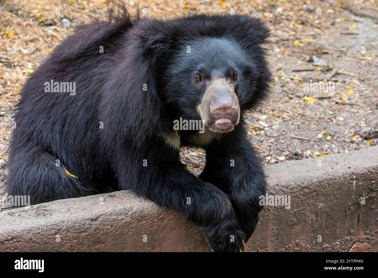 The young sloth bear (Melursus ursinus) is a myrmecophagous bear ...