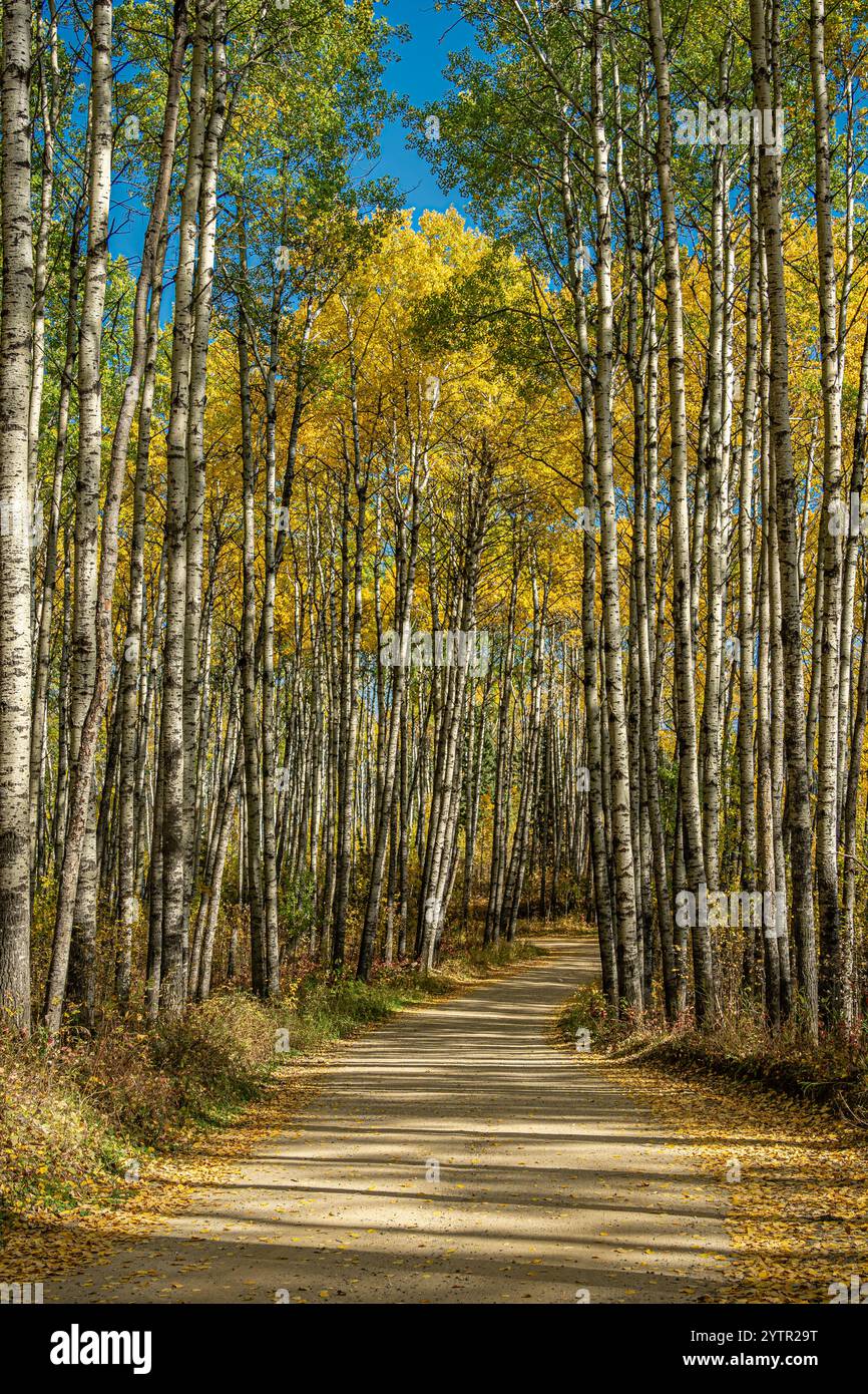 A road runs through a forest of trees with leaves that are yellow and ...