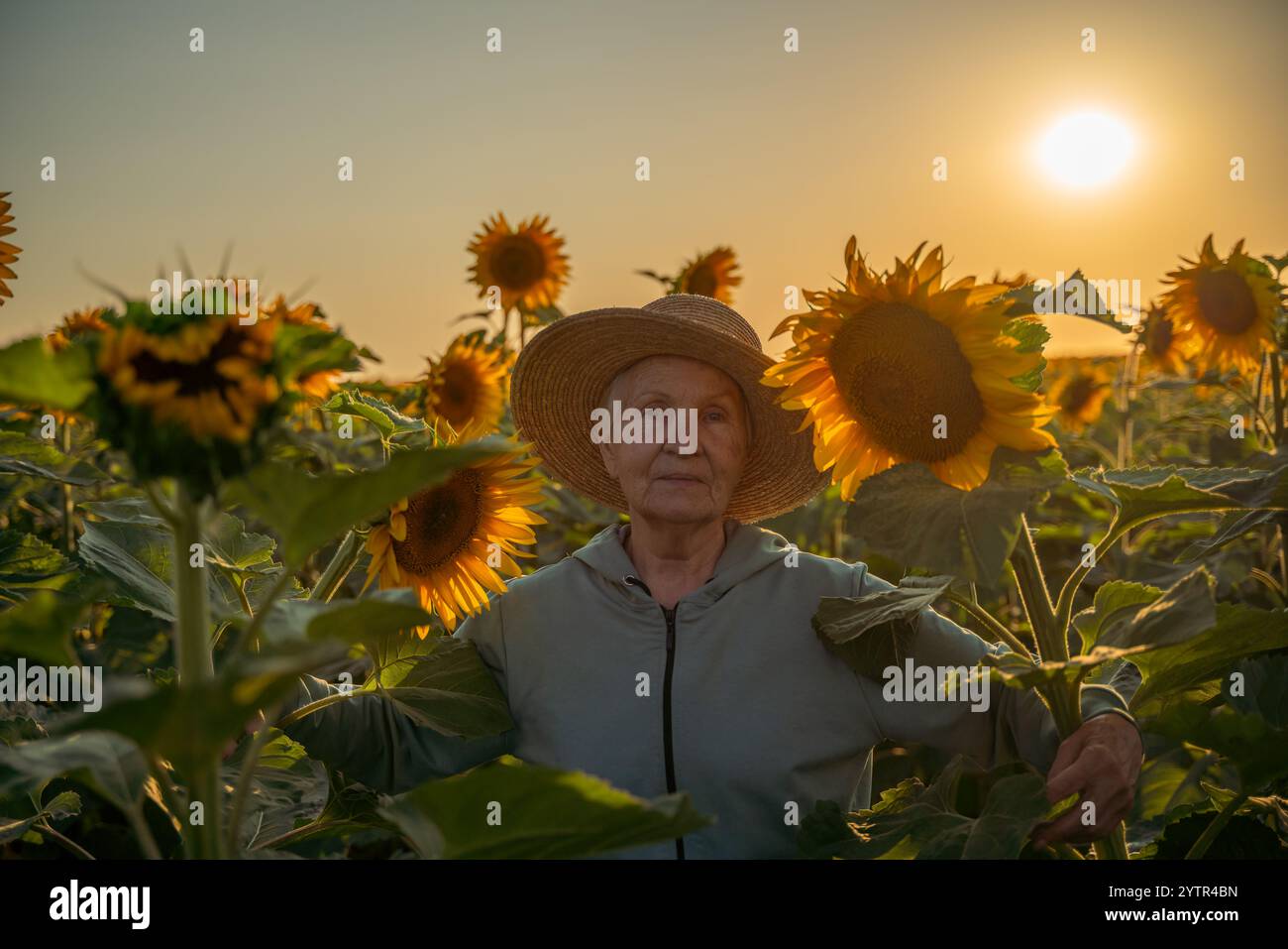 A woman wearing a straw hat stands in a field of sunflowers. The sun is ...