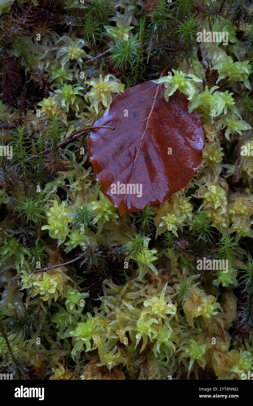 Autumnal Beech leaf on wet moss Stock Photo