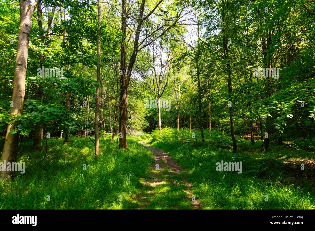 Wendover woods hi-res stock photography and images - Alamy
