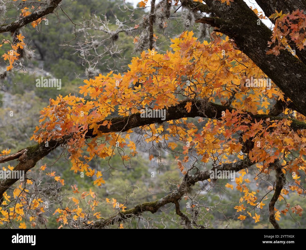 A branch of a beautiful bigtooth maple tree with flaming orange leaves ...