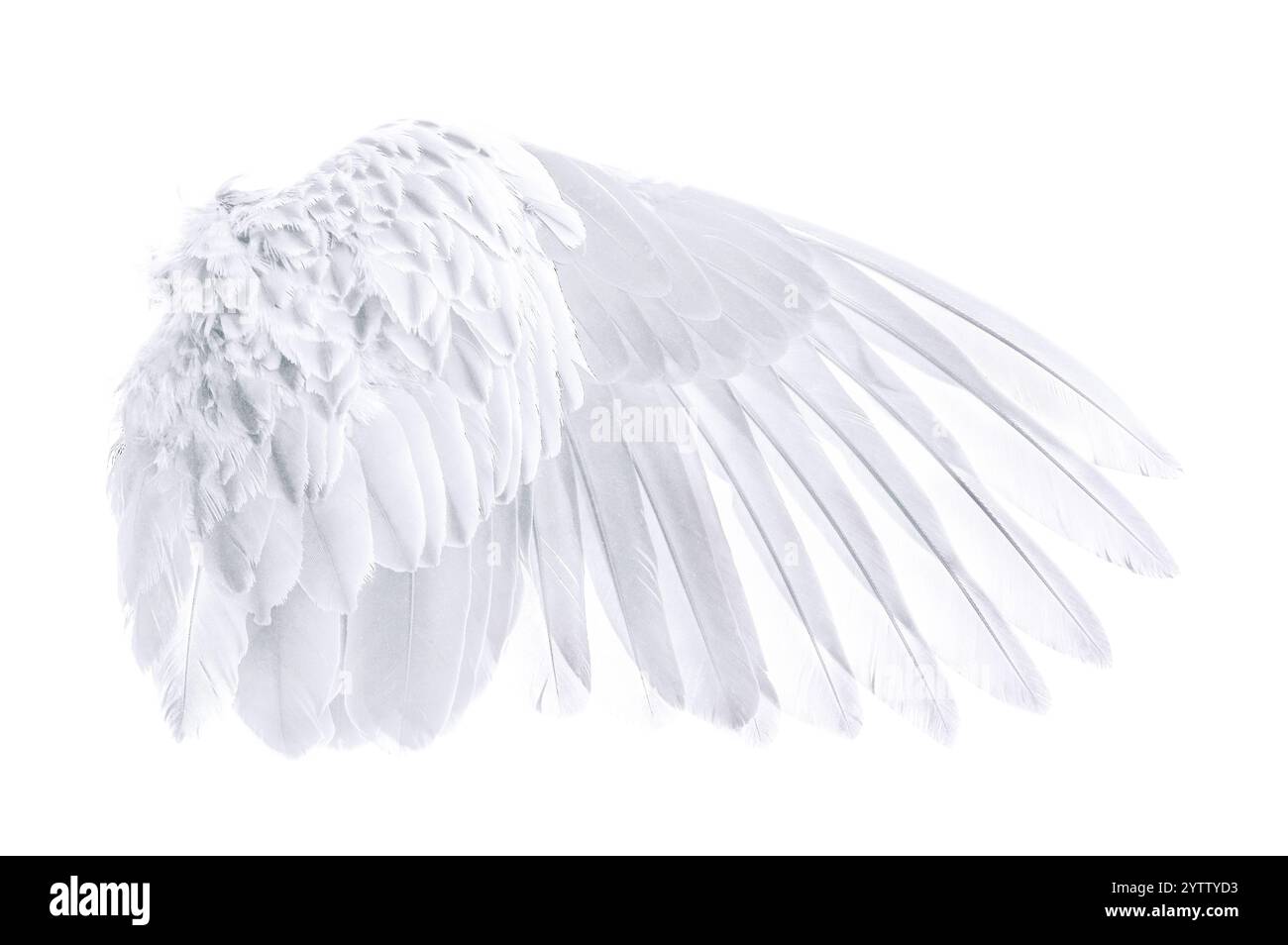 wings of bird isolated on white background Stock Photo - Alamy