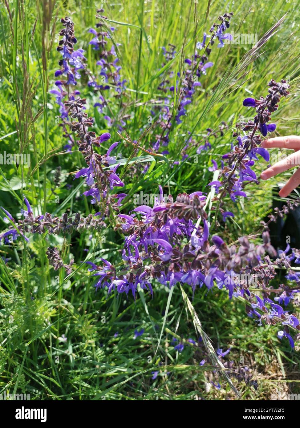 Meadow Sage Salvia Pratensis Stock Photo Alamy meadow-sage-salvia-pratensis-stock-photo-alamy