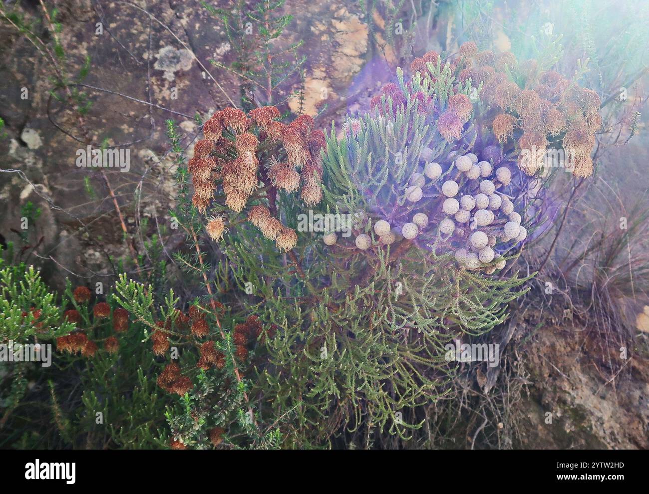 Cone Stompie (Brunia noduliflora) Stock Photo