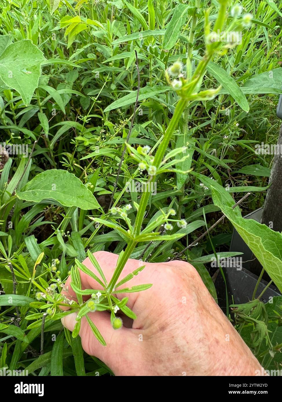 catchweed bedstraw (Galium aparine Stock Photo - Alamy