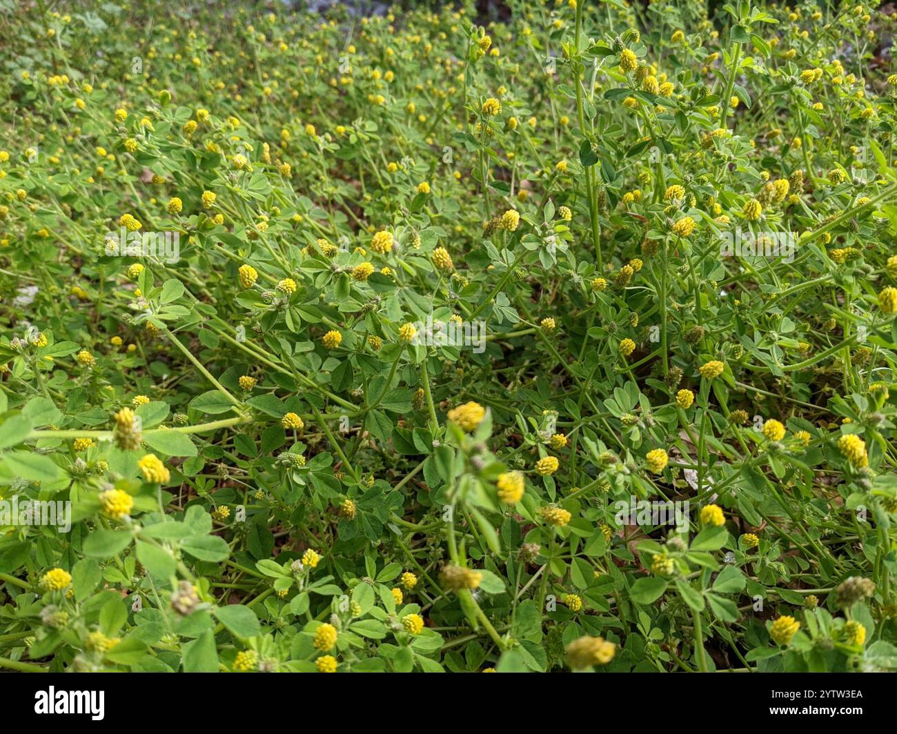 Black Medick (Medicago lupulina Stock Photo - Alamy