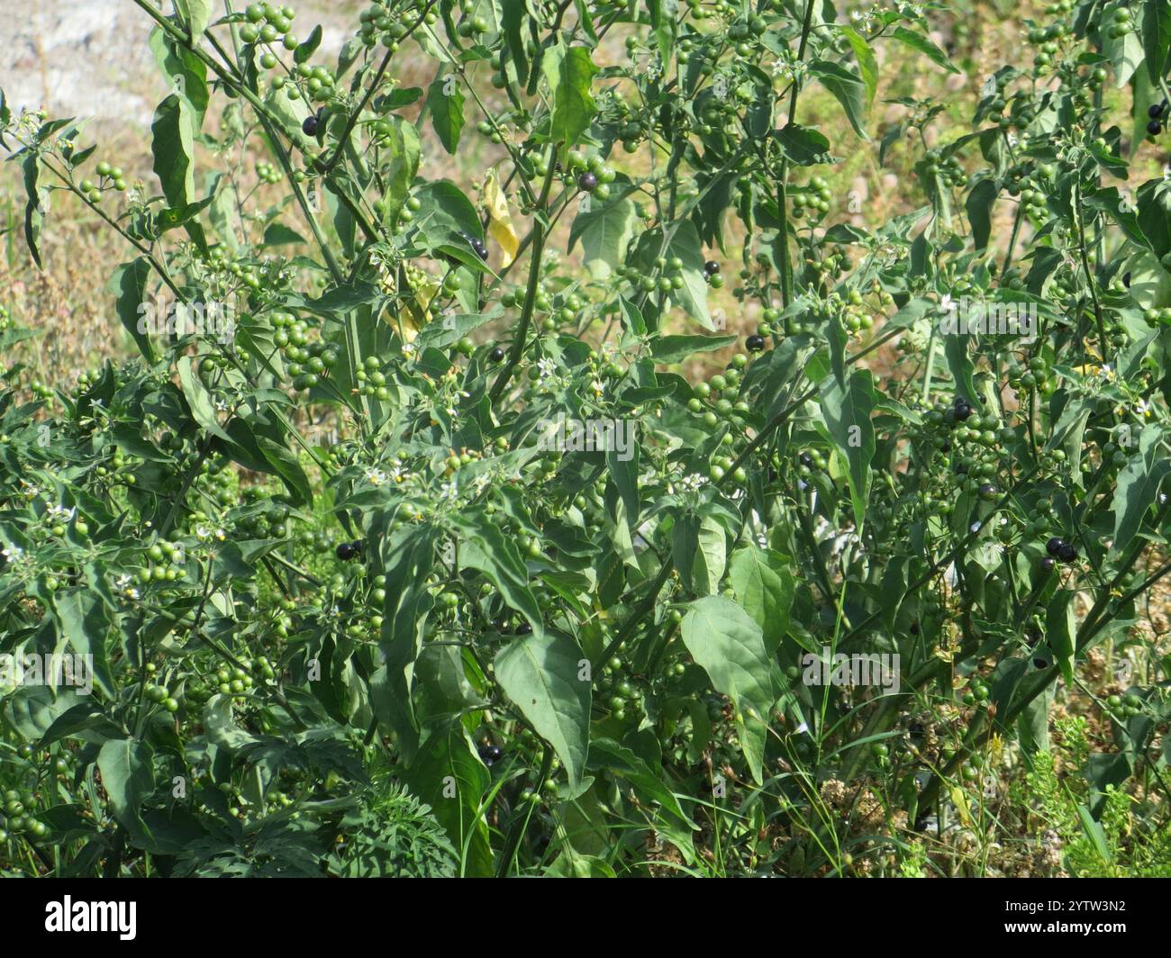 Black Nightshade Complex (Solanum nigrum Stock Photo - Alamy