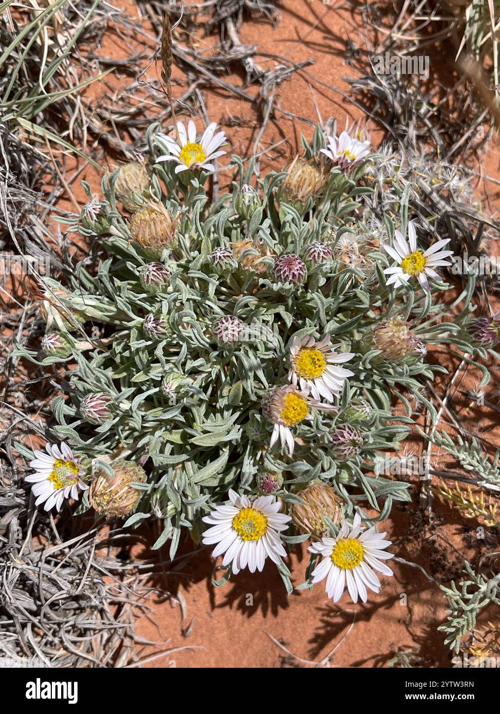 Hoary Townsend Daisy (Townsendia incana Stock Photo - Alamy