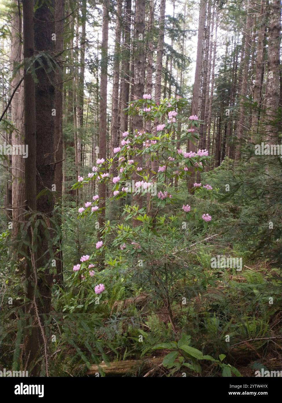 Pacific rhododendron (Rhododendron macrophyllum Stock Photo - Alamy