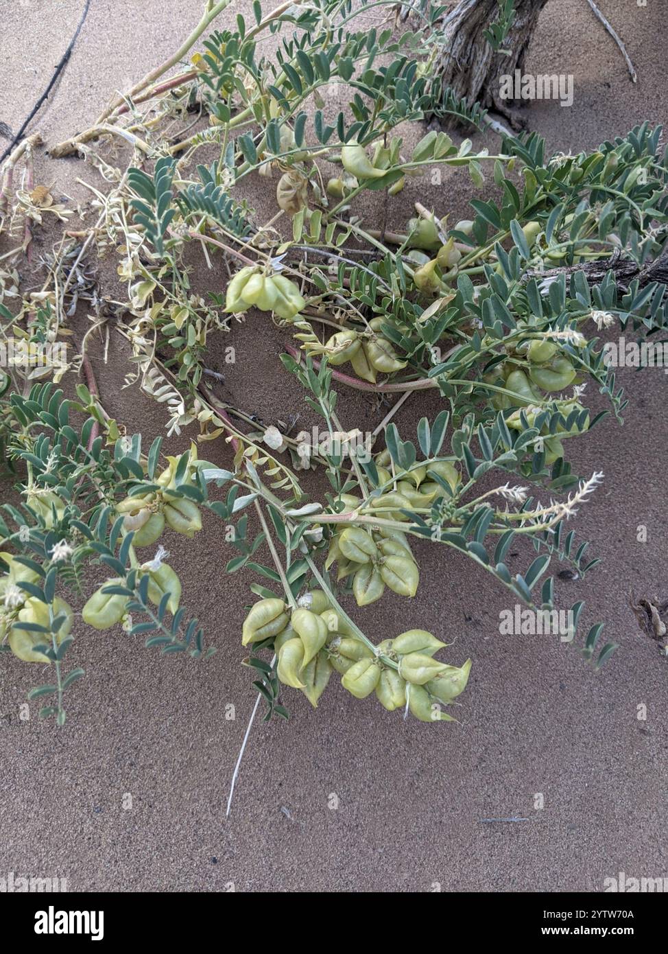 Freckled milkvetch hi-res stock photography and images - Alamy