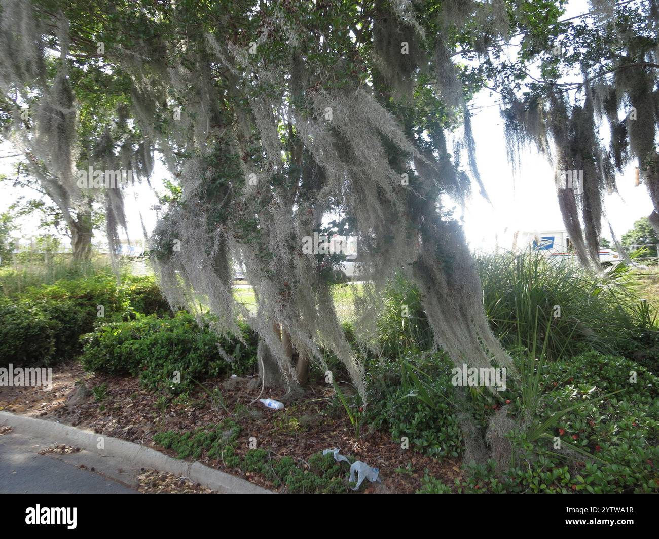 Spanish moss (Tillandsia usneoides Stock Photo - Alamy