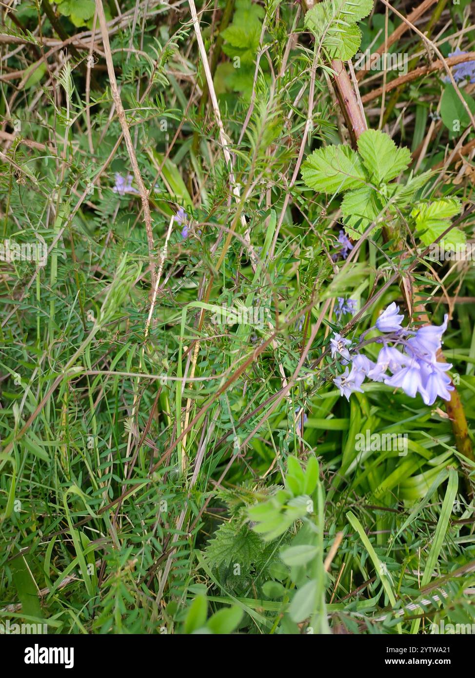 Smooth Tare Vicia Tetrasperma Stock Photo Alamy smooth-tare-vicia-tetrasperma-stock-photo-alamy