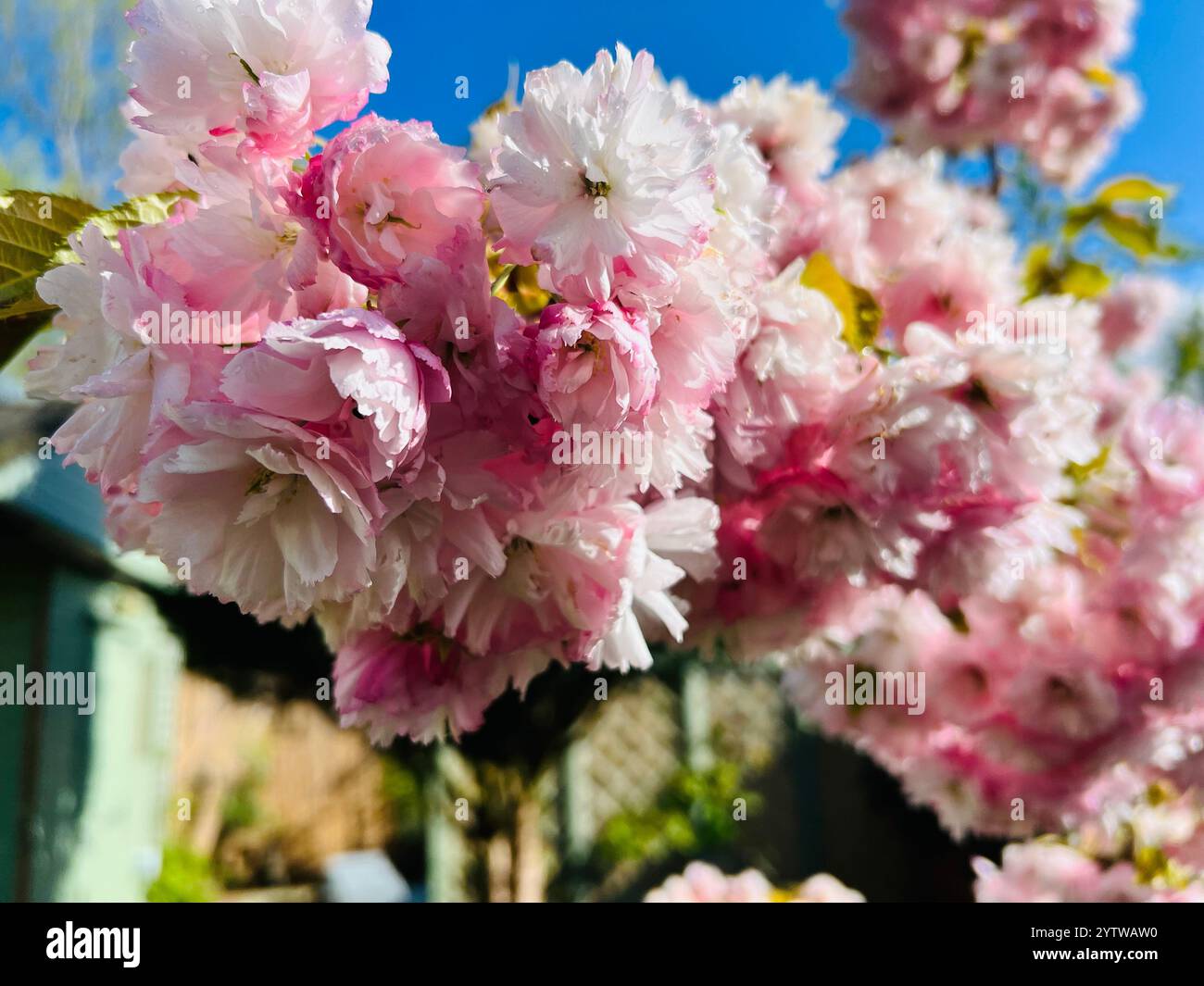 A cluster of pink cherry blossom with a blue sky behind. - Smartphone Captured Stock Image