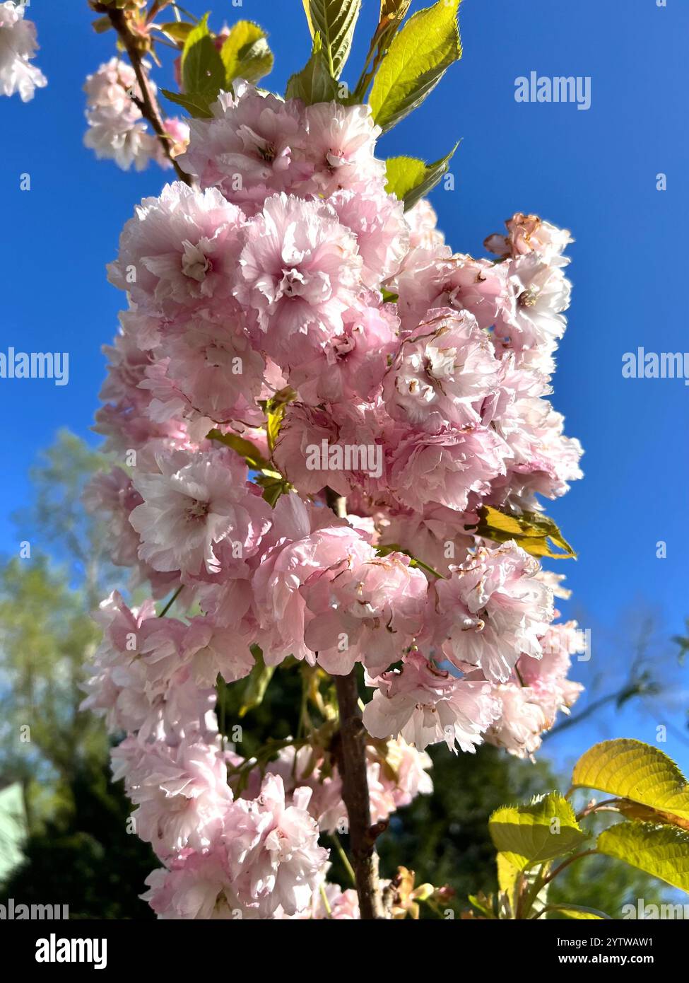 Cherry Blossom in spring against a clear blue sky - Smartphone Captured Stock Image