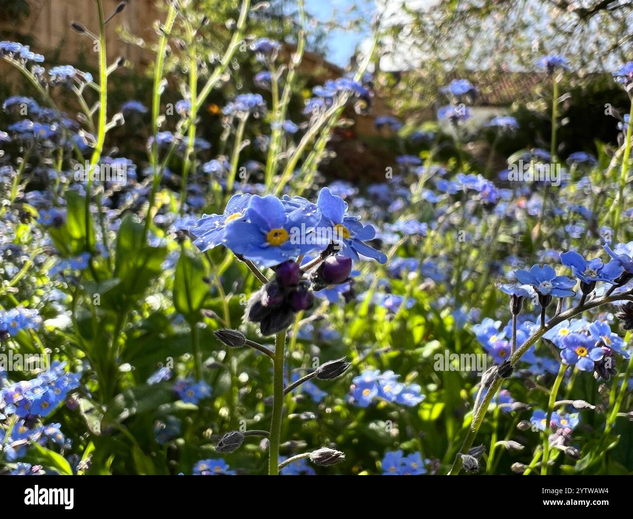 Blue Forget-Me-Not plants growing in clusters in a garden in England. - Smartphone Captured Stock Image