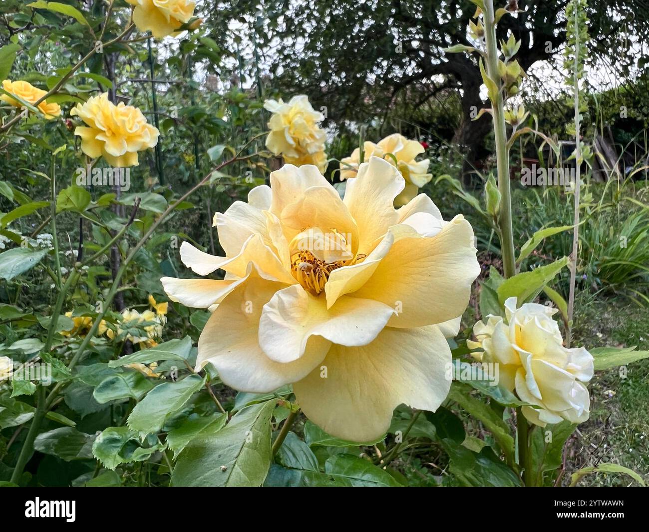 A yellow rose in full bloom with other yellow roses on the same bush in the background. - Smartphone Captured Stock Image